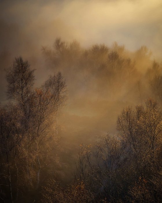 идея мистической пейзажной фотографии: деревья, проглядывающие сквозь туман