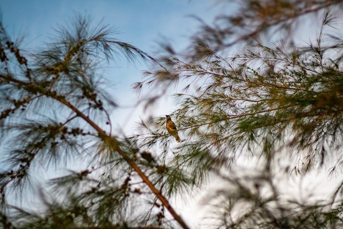 Маленькая птичка в фокусе на дереве.