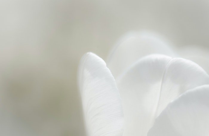Макрофотография крупным планом четырех лепестков белого цветка в фокусе на размытом зеленом фоне