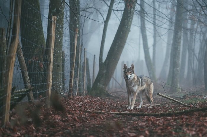 символическое изображение волка у забора в лесу