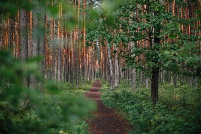 изображение длинной и узкой лесной тропинки