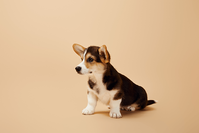 цвет в фотографии щенка: изображение бежевого щенка на бежевом фоне
