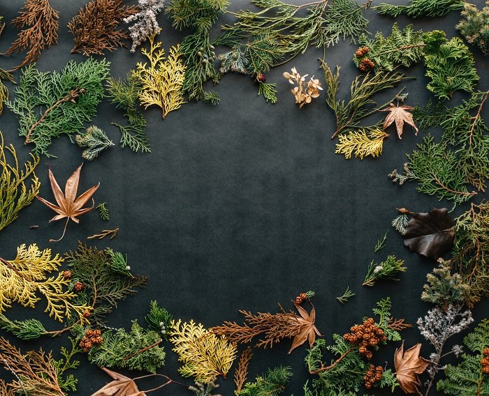 Christmas flat lay of green winter foliage against black background