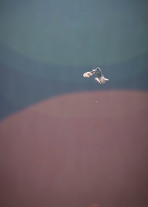 цвет в фотографии: маленькая колибри в середине полета в окружении красных и синих тонов