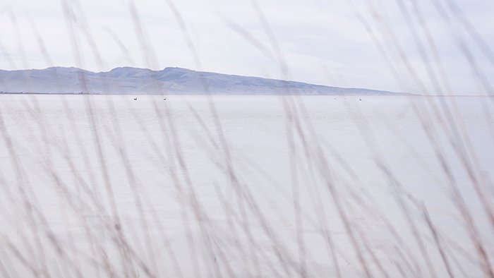 цвет в фотографии: фотография водоема, сделанная сквозь высокую траву на береговой линии