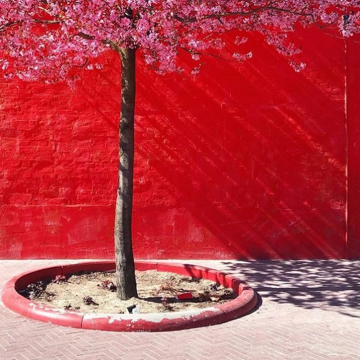 color in photography: a tree with pink flowers grows in front of the vibrant red wall