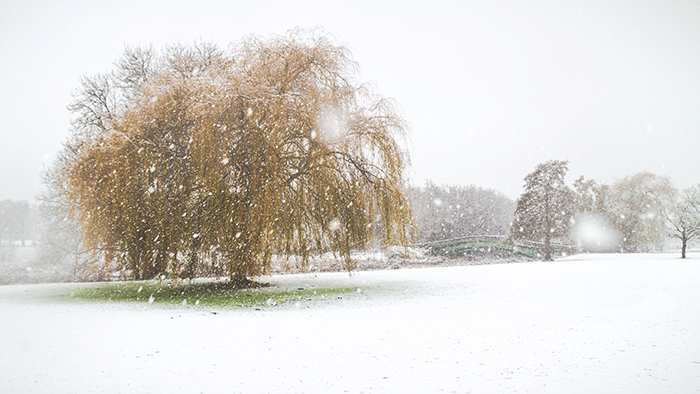 canon eos m review: an image of a willow tree in snow taken with canon eos-m