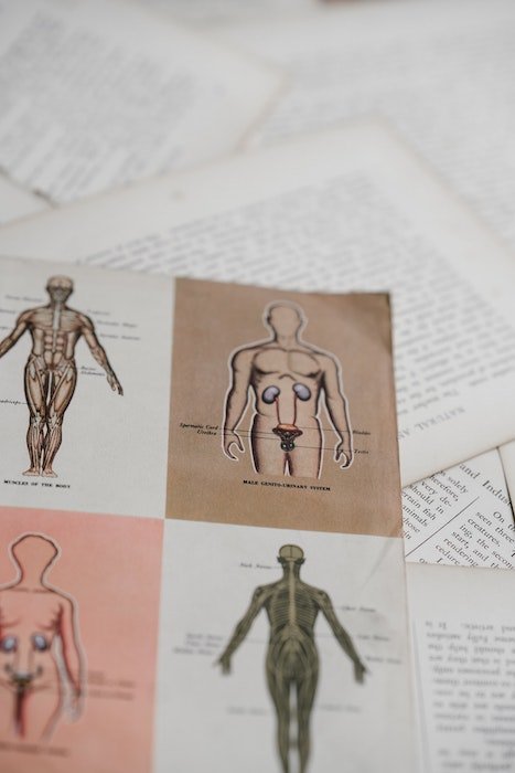 Иллюстрации анатомии человеческого тела на листе бумаги