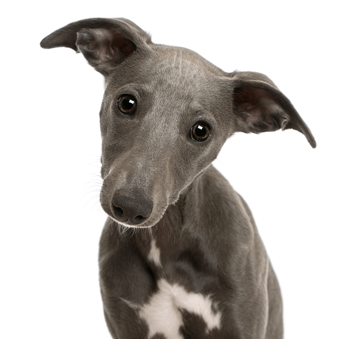 фотоидея щенка: изображение серого щенка, сидящего на белом фоне