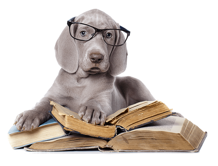 фотосессия для щенков: изображение серого щенка в очках, читающего книги