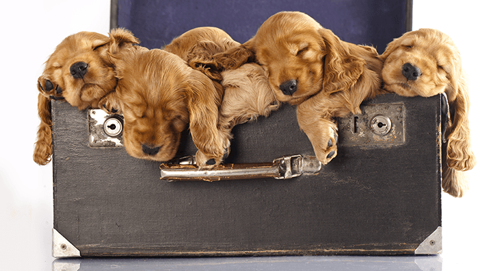 группа щенков, сфотографированных спящими в чемодане