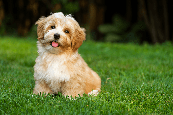 идея фотосессии милого щенка: изображение золотого щенка, сидящего в зеленом саду