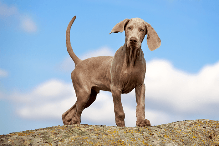 фотосессия щенка: изображение щенка, стоящего на карнизе на фоне голубого неба