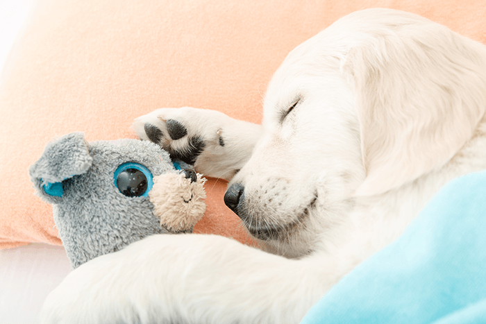 идея для фотосессии щенка: изображение белого щенка, спящего с любимой игрушкой