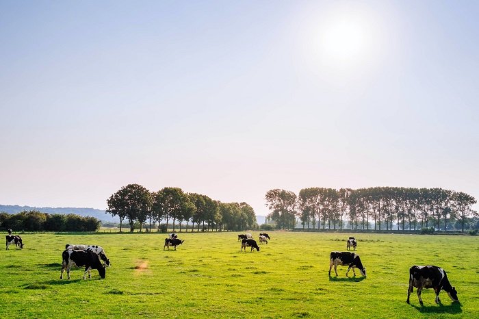 ритм в фотографии: коровы пасутся в поле в солнечный день