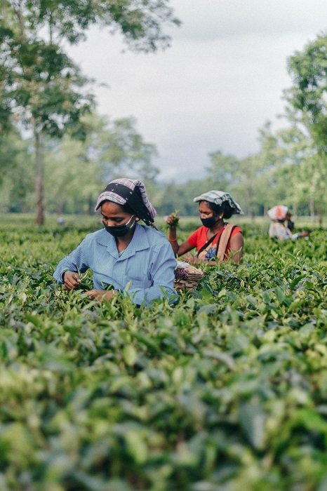 ритм в фотографии: женщины работают в сундуке глубоко в поле, собирая листья