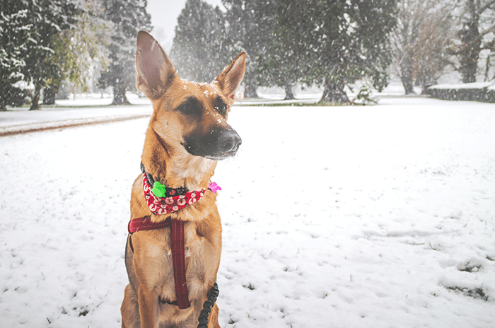 canon eos m review: an image of a dog sitting in snow taken by canon eos-m