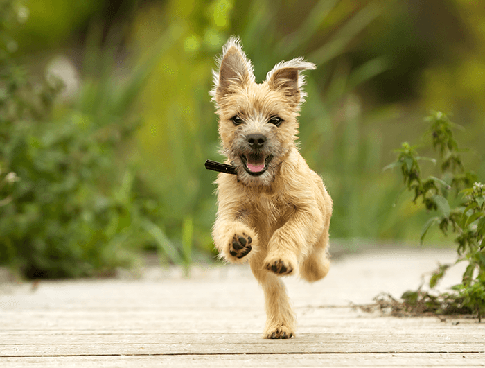 идея фотосессии щенка: низкое изображение щенка, бегущего к камере