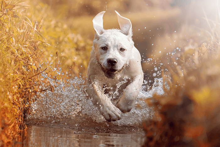 щенок, сфотографированный в режиме серийной съемки: экшн-снимок щенка, бегущего по воде