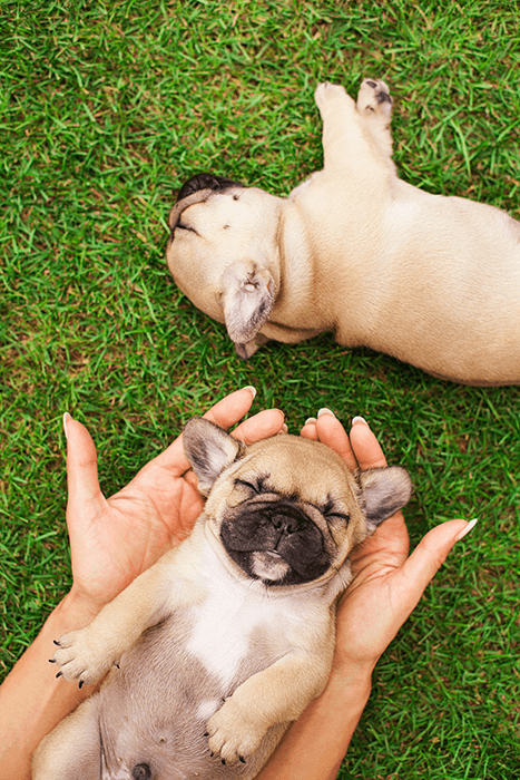 фотосессия щенков: изображение двух спящих щенков