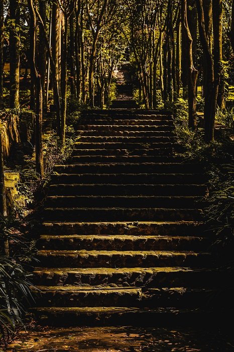 фото лестницы в пышном зеленом тропическом лесу