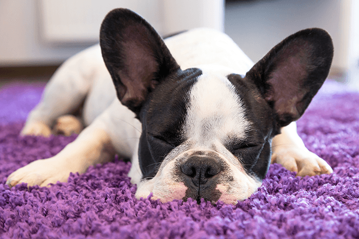 текстуры в фотографии щенков: изображение щенка, спящего на лиловом коврике