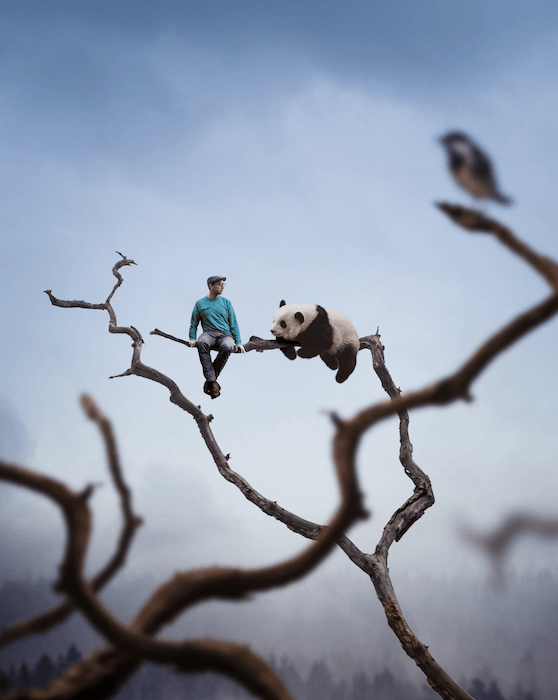 Композиционное фотоизображение человека, сидящего на ветке дерева с пандой