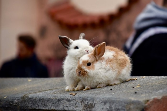 два кролика обнимаются на карнизе на фотографии с малой глубиной фокуса