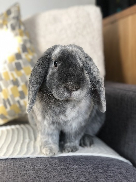 фото серого кролика, удобно расположившегося на диване