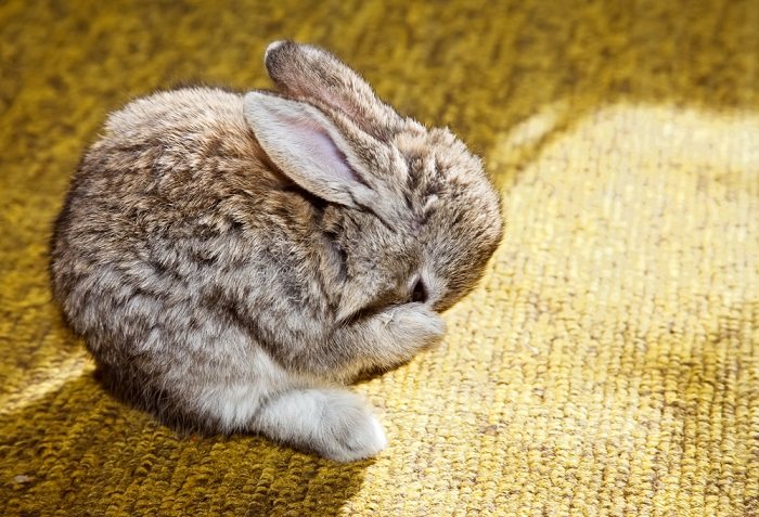 фотография кролика: кролик чешет нос передней лапой