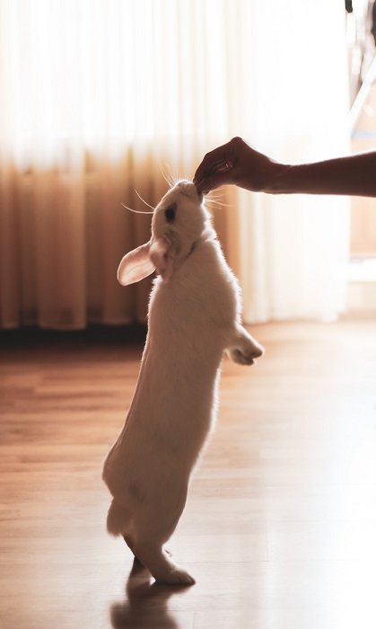 фотография кролика: кролик встает на задние лапы, чтобы взять угощение из рук хозяина