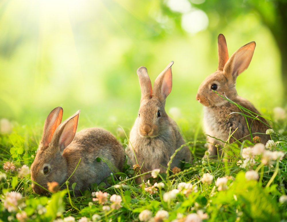 фотография кролика: три кролика сидят в небольшой траве и цветах
