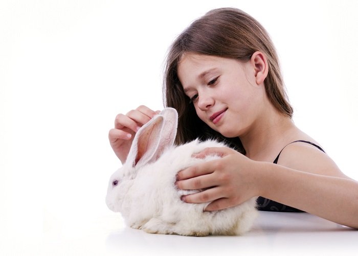 девочка гладит своего позирующего белого зайчика