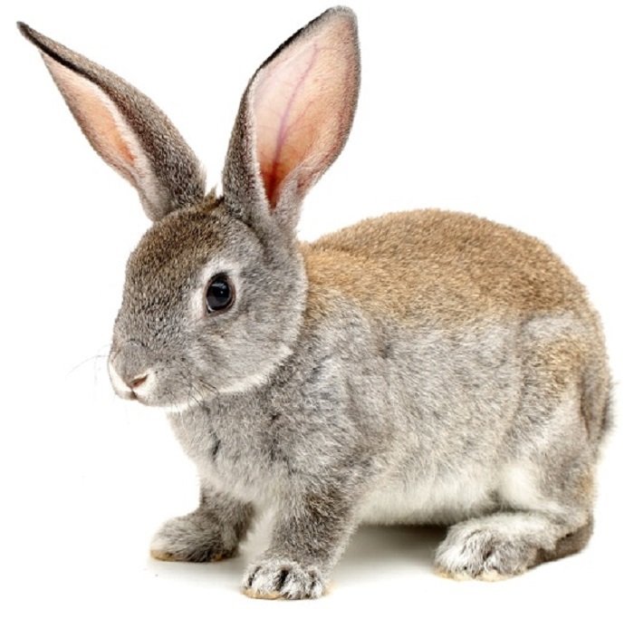 фотография кролика: кролик позирует с подсветкой, демонстрируя свои полупрозрачные уши