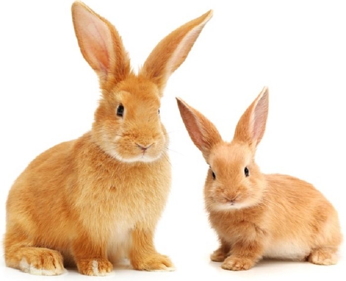 фотография кролика: загорелый кролик позирует рядом со своим маленьким потомством