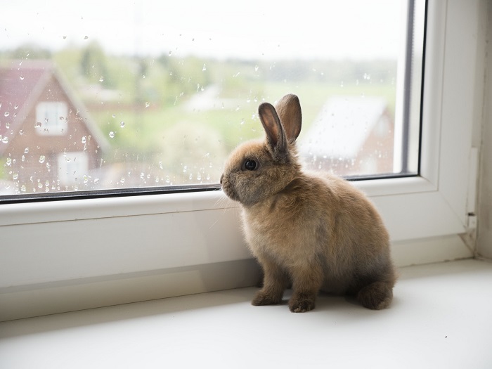 кроличья фотография: маленький кролик позирует на подоконнике, глядя на улицу