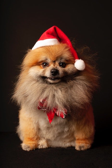 Милая собака в шапке Санты и с бантом для рождественской открытки фото идеи