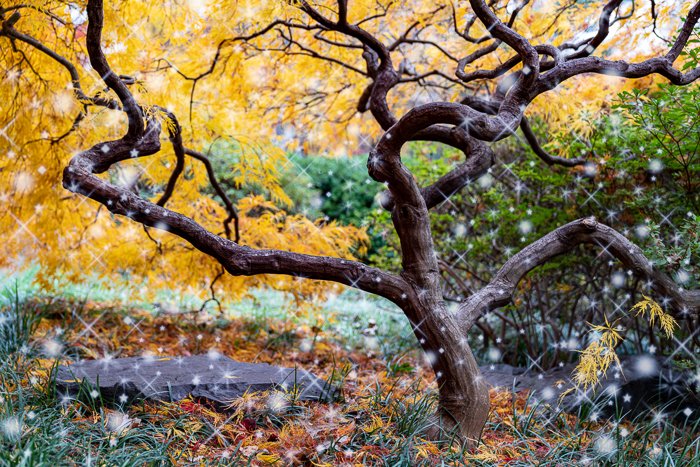 Осеннее дерево после наложения блесток в Photoshop