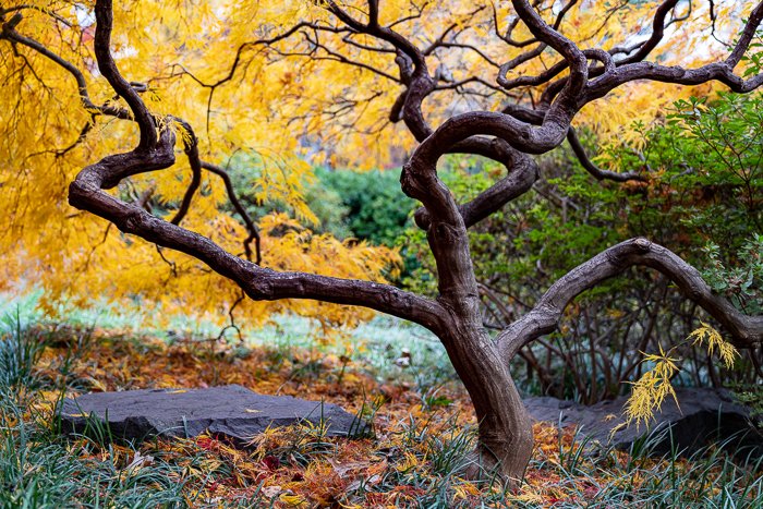 Осеннее дерево перед наложением блесток в Photoshop