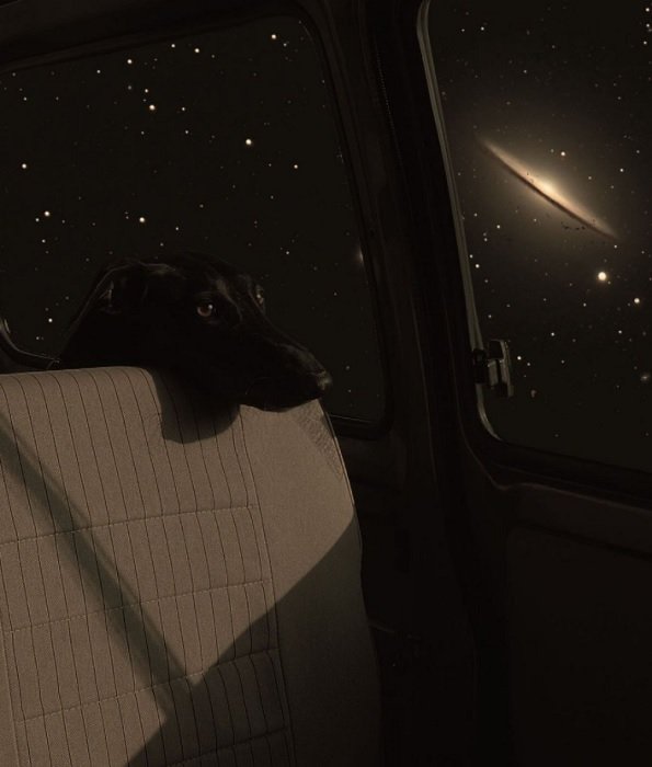 Композитное изображение собаки, выглядывающей из окна автомобиля в открытый космос