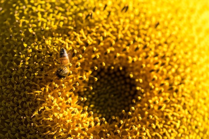 Крупный план пчелы на подсолнухе