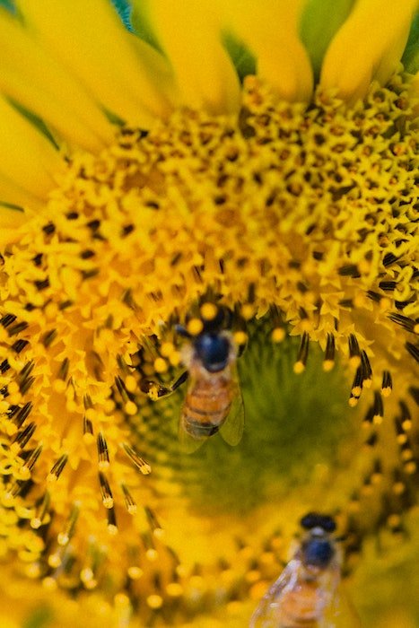макроснимок подсолнуха, на котором пчела опыляет цветок