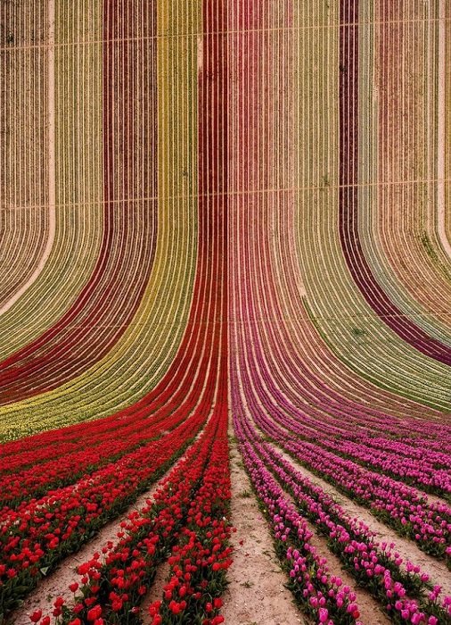 Пример сюрреалистической фотографии поля цветов, изгибающегося вверх
