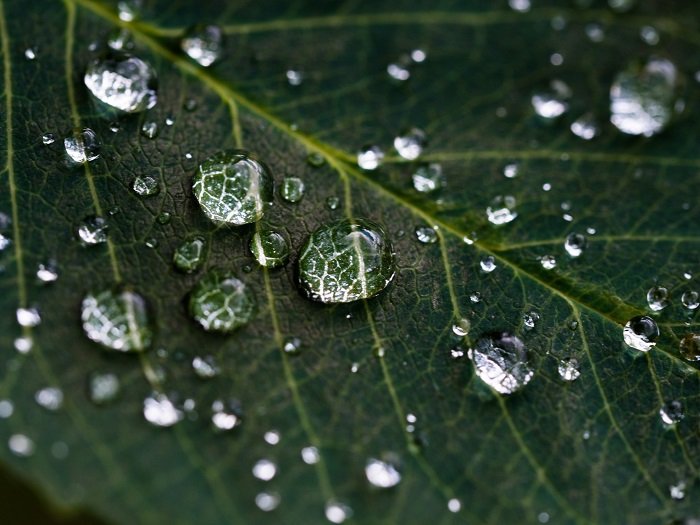 макрофотография капель воды на листе