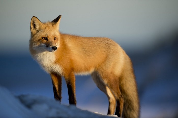 Фотография лисы на фоне мягкого боке