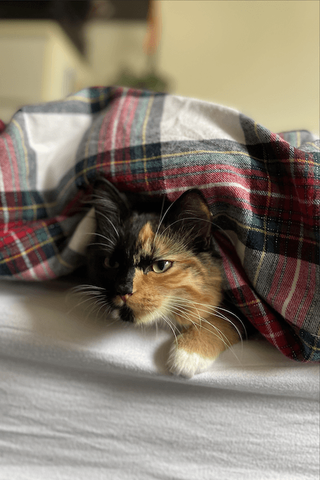 4x6 фото кота под одеялом