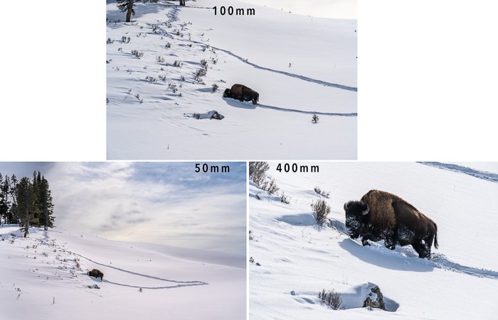 сравнение трех фокусных расстояний увеличения бизона на снегу
