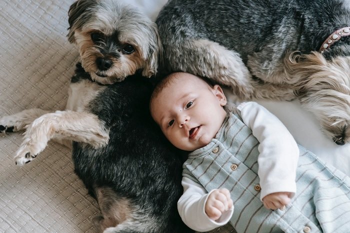 Новорожденные фото идеи ребенка на кровати с двумя собаками