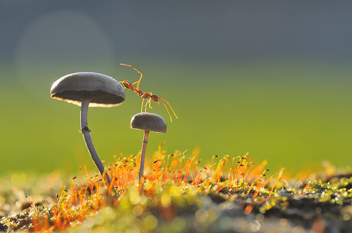 Макрофотография муравья, идущего по грибам