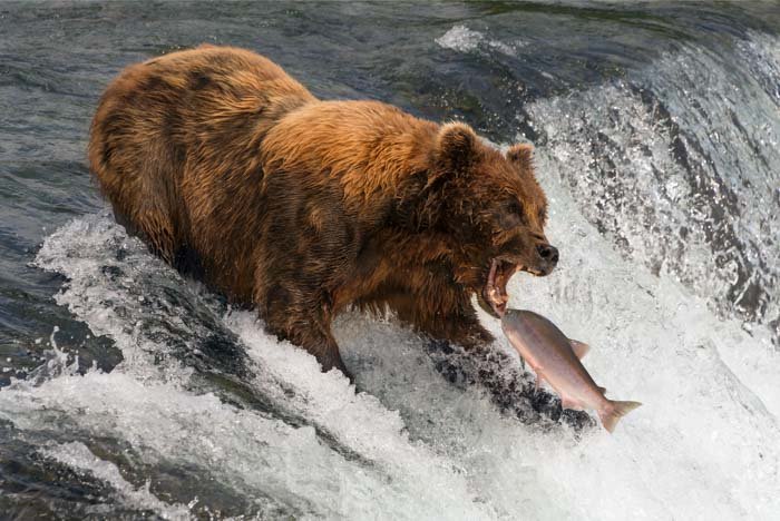Изображение медведя, ловящего лосося